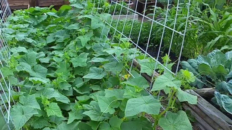 Qué hacer con las flores vacías de los pepinos en un invernadero y cómo prevenir su aparición.