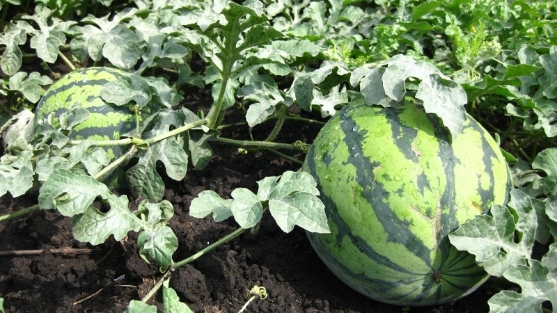 Reifen gepflückte Wassermelonen zu Hause?