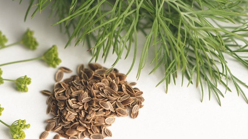 Effective dill treatment for urinary incontinence: folk recipes and dosage regimen