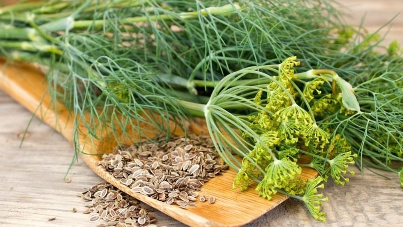 Effective dill treatment for urinary incontinence: folk recipes and dosage regimen