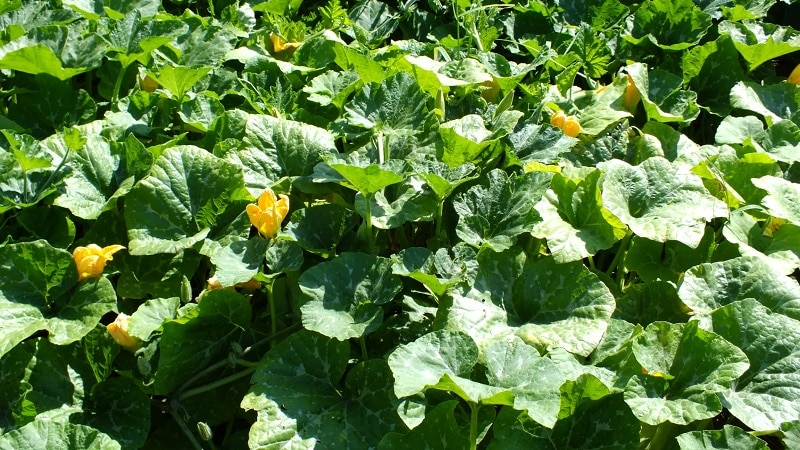 Instructions for growing pumpkins in open ground in the Urals: nuances and tips for beginning farmers