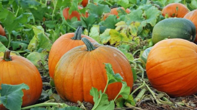 Instructions pour cultiver des citrouilles en pleine terre dans l'Oural : nuances et conseils pour les agriculteurs débutants