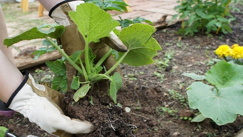 Instruccions per al cultiu de carabasses a terra oberta als Urals: matisos i consells per als agricultors principiants