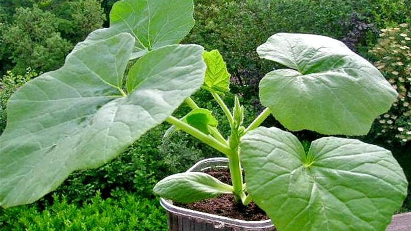 Instructions for growing pumpkins in open ground in the Urals: nuances and tips for beginning farmers