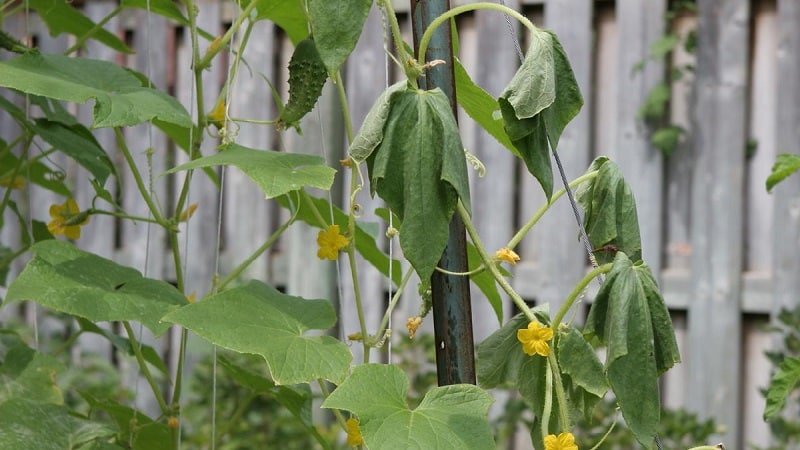 How to deal with fusarium blight on cucumbers: life-saving advice from gardeners and proven remedies