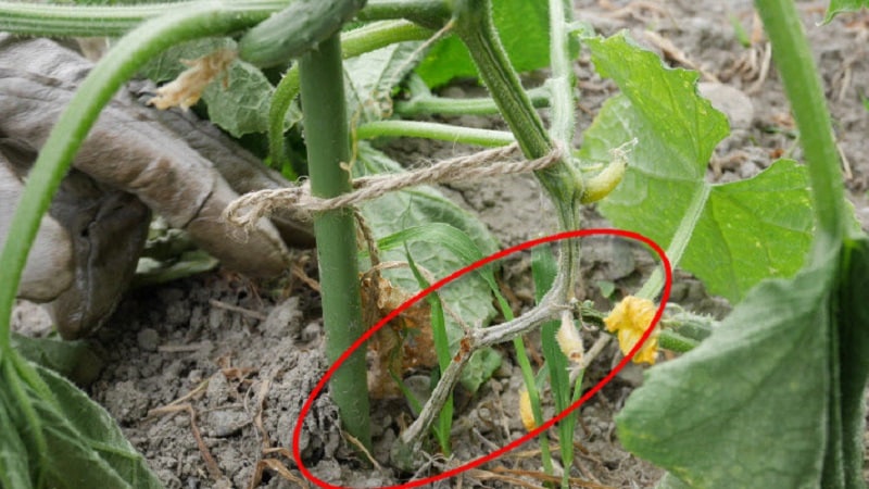 How to deal with fusarium blight on cucumbers: life-saving advice from gardeners and proven remedies