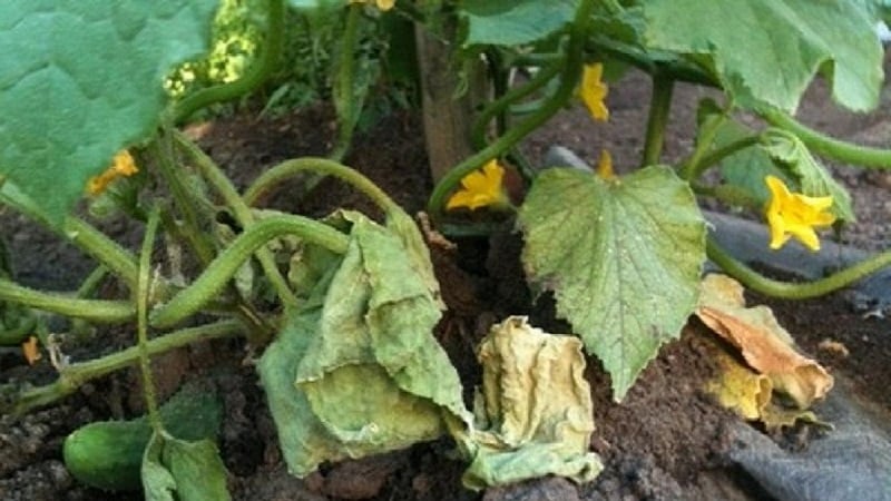 How to deal with fusarium blight on cucumbers: life-saving advice from gardeners and proven remedies