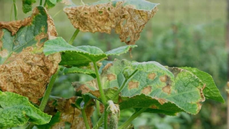 Cách đối phó với bệnh bạc lá Fusarium trên dưa chuột: lời khuyên cứu mạng từ những người làm vườn và các biện pháp khắc phục đã được chứng minh