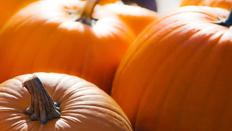 Come conservare correttamente la zucca: diversi metodi e segreti per creare condizioni ottimali per la conservazione della verdura