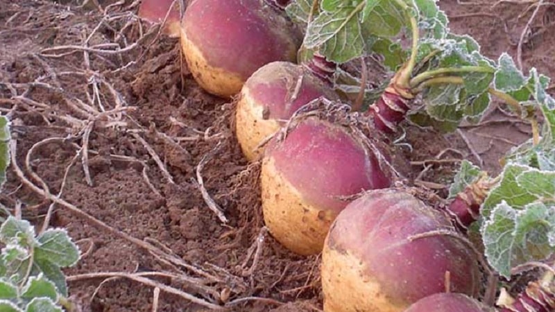 Como e quando colher rutabaga para preservar a colheita até a primavera