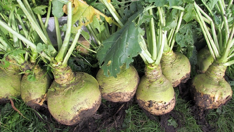 Com i quan collir rutabaga per conservar la collita fins a la primavera