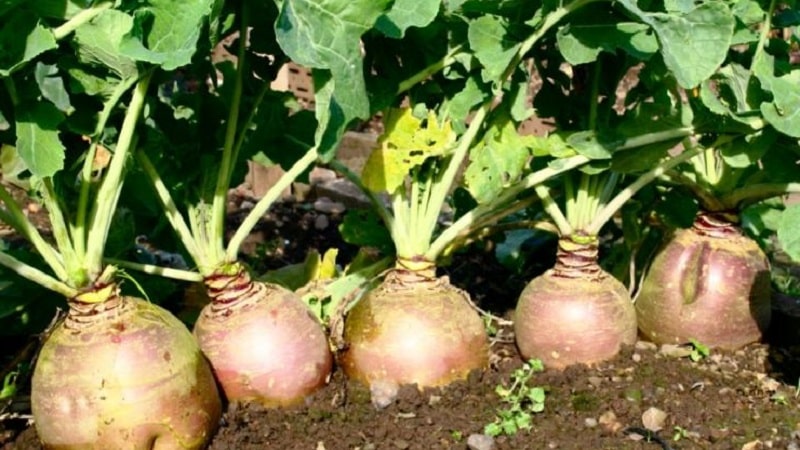 Com i quan collir rutabaga per conservar la collita fins a la primavera