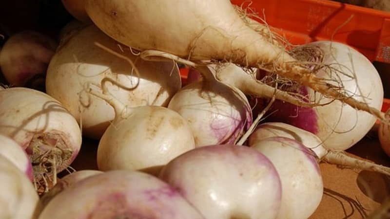 How and when to harvest rutabaga to preserve the harvest until spring