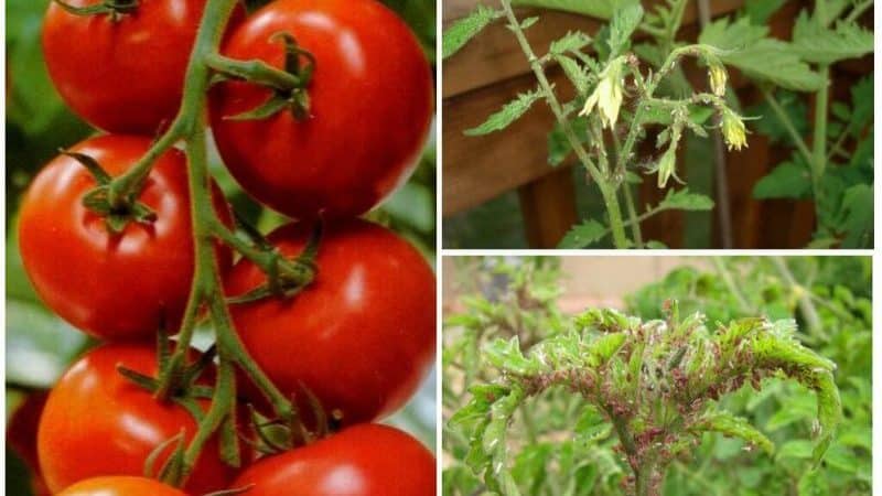 Hoe zich te ontdoen van bladluizen met de minste schade aan tomaten?