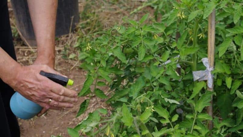 Πώς να χρησιμοποιήσετε σωστά τον θειικό χαλκό κατά της όψιμης λοίμωξης στις ντομάτες: οδηγίες βήμα προς βήμα και χρήσιμες συστάσεις