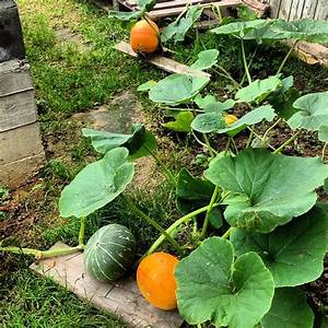 How to properly pinch a pumpkin in open ground to get a good harvest