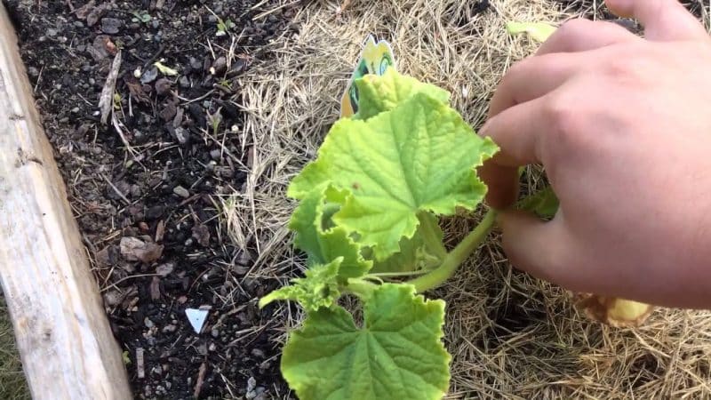 Paano kurutin nang tama ang mga pipino - kung kailan at bakit ito kinakailangan