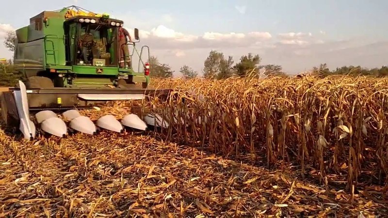 How corn is harvested for grain: timing and stages of the process, further processing and storage of the crop