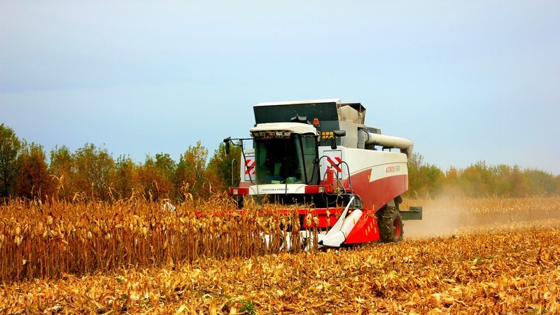 How corn is harvested for grain: timing and stages of the process, further processing and storage of the crop