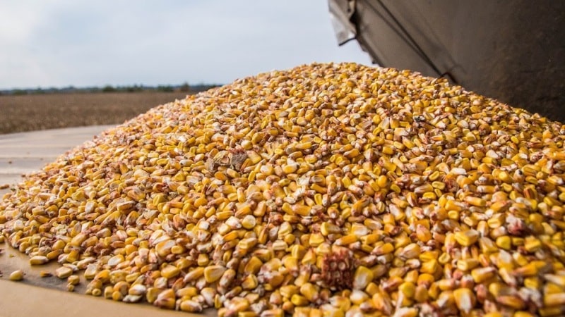 How corn is harvested for grain: timing and stages of the process, further processing and storage of the crop