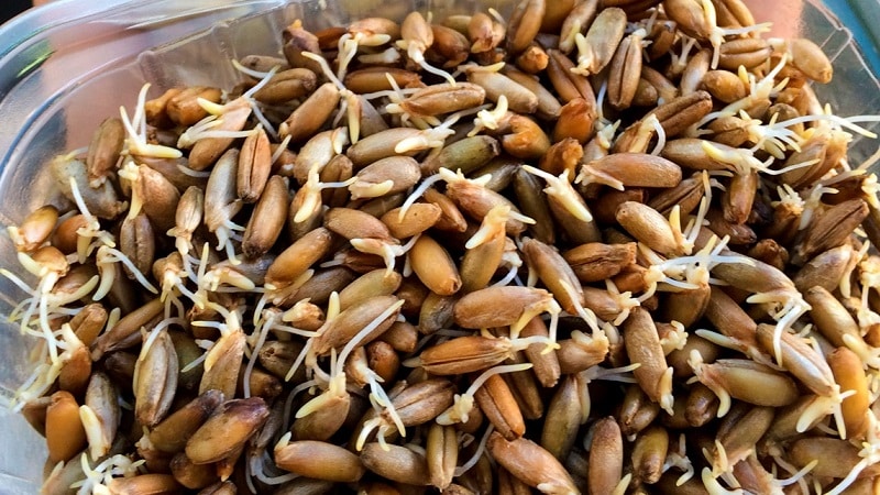 How to sprout oats at home for food: step-by-step instructions