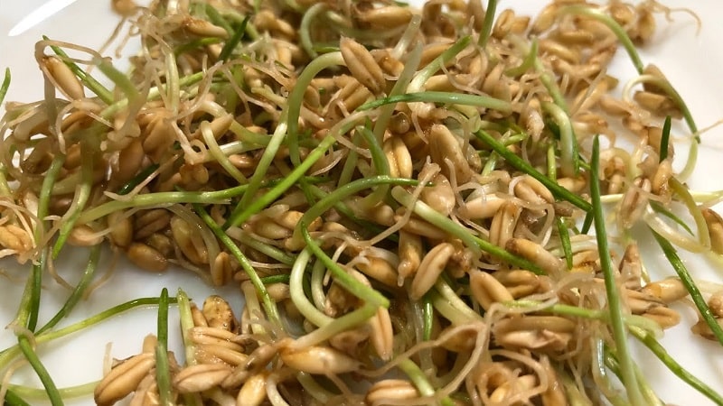 How to sprout oats at home for food: step-by-step instructions