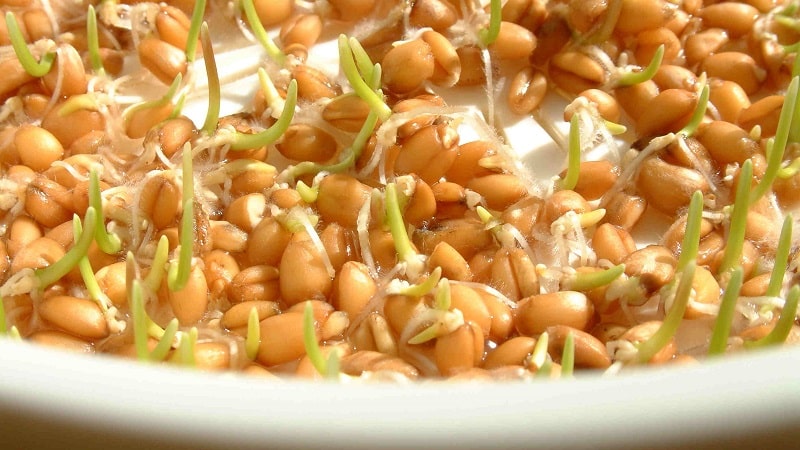 Come far germogliare l'avena a casa per il cibo: istruzioni passo passo