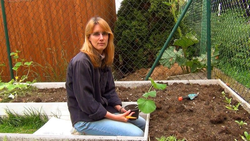 ¿Cómo calcular el momento en el que plantar plántulas de calabaza?