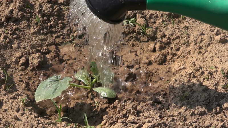 Come calcolare il momento in cui piantare piantine di zucca?