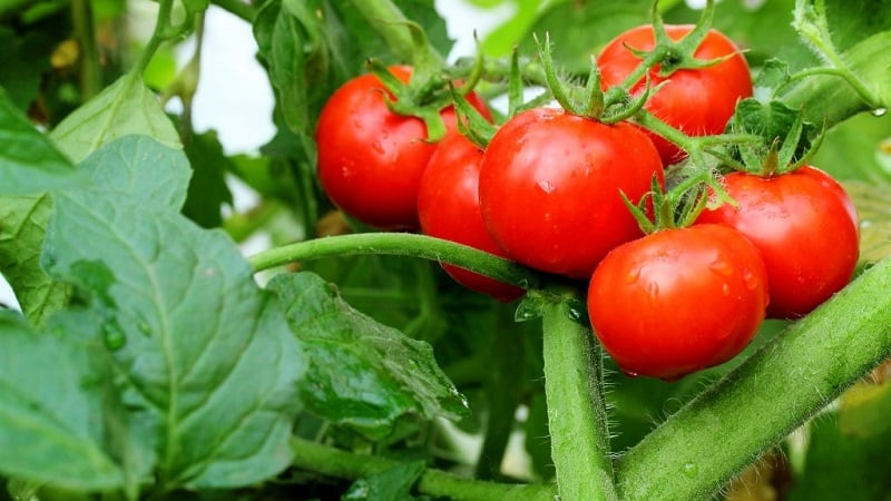 Sasabihin namin sa iyo at ipapakita namin sa iyo kung paano palaguin ang Explosion tomato at kung ano ang gagawin para makakuha ng masaganang ani ng mga kamatis.