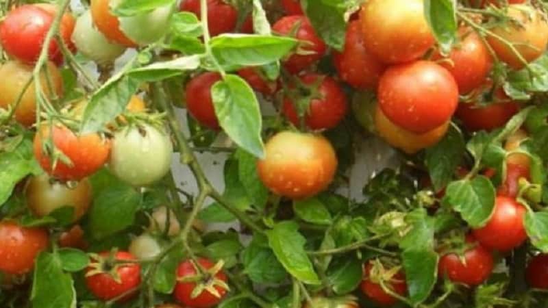 Kami akan memberitahu anda dan menunjukkan kepada anda cara menanam tomato Explosion dan perkara yang perlu dilakukan untuk mendapatkan hasil tuaian tomato yang banyak.