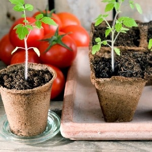 Sasabihin namin sa iyo at ipapakita namin sa iyo kung paano palaguin ang Explosion tomato at kung ano ang gagawin para makakuha ng masaganang ani ng mga kamatis.