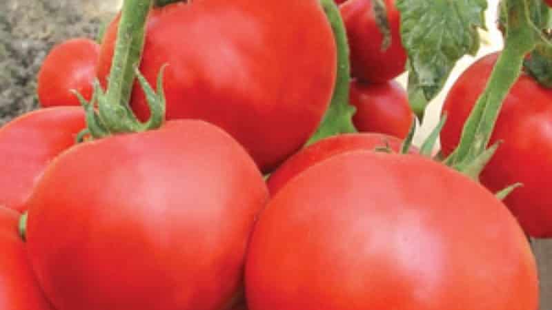 Kami akan memberitahu anda dan menunjukkan kepada anda cara menanam tomato Explosion dan perkara yang perlu dilakukan untuk mendapatkan hasil tuaian tomato yang banyak.