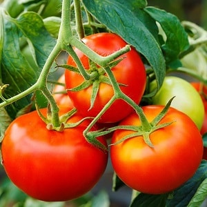 Kami akan memberitahu anda dan menunjukkan kepada anda cara menanam tomato Explosion dan perkara yang perlu dilakukan untuk mendapatkan hasil tuaian tomato yang banyak.