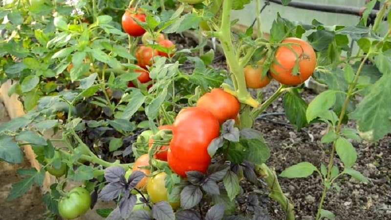 Kami akan memberitahu anda dan menunjukkan kepada anda cara menanam tomato Explosion dan perkara yang perlu dilakukan untuk mendapatkan hasil tuaian tomato yang banyak.