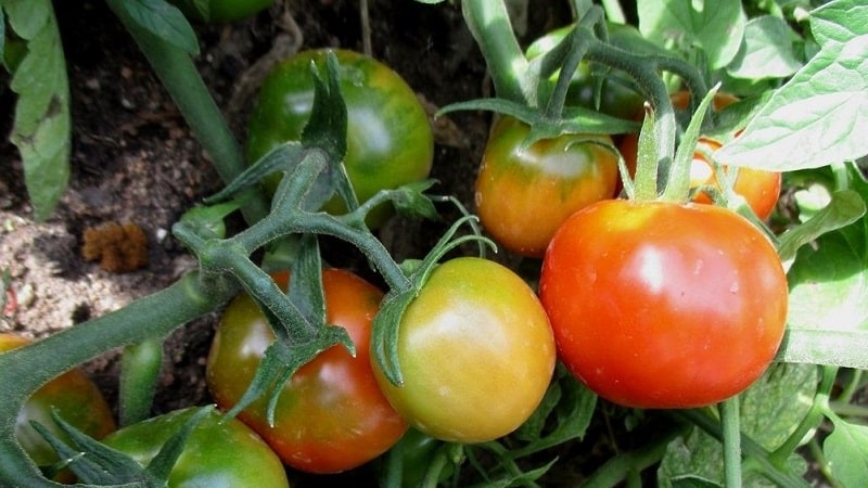 Vi vil fortelle deg og vise deg hvordan du dyrker Explosion-tomaten og hva du skal gjøre for å få en rik høst av tomater.