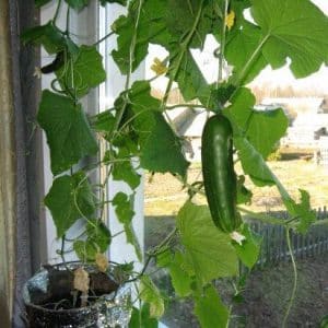 How to grow cucumbers on a windowsill in an apartment: technology for growing a rich harvest