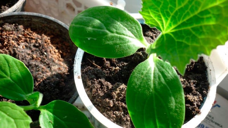 Cómo cultivar pepinos en el alféizar de la ventana de un apartamento: tecnología para obtener una rica cosecha