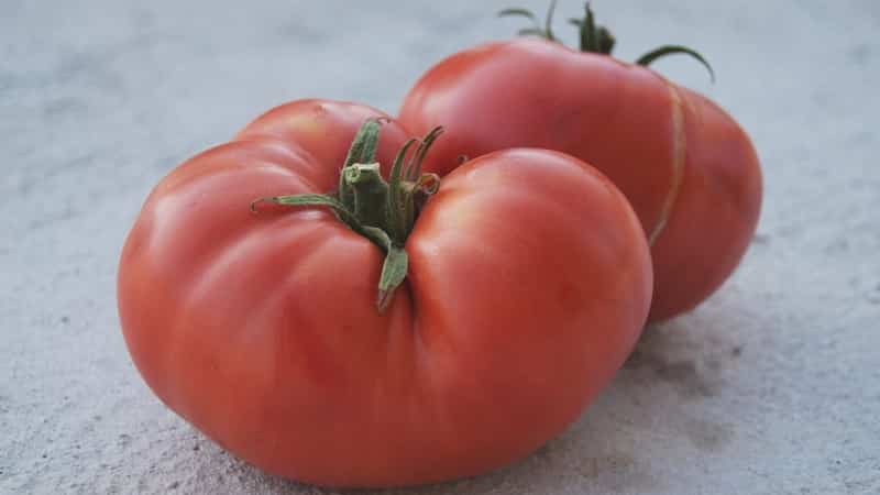 Quel rendement peut-on attendre d'une tomate Honey en pleine terre ?