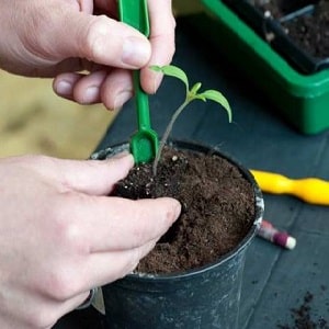 Τι απόδοση μπορείτε να περιμένετε από μια ντομάτα Honey σε ανοιχτό έδαφος;