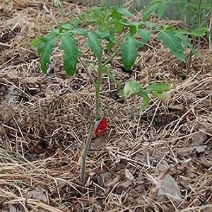 Que rendimento você pode esperar de um tomate Honey em terreno aberto?