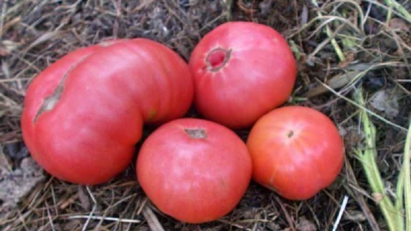 Apakah hasil yang anda boleh jangkakan daripada tomato Madu di tanah terbuka?