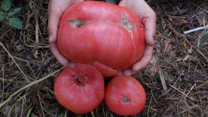 Quel rendement peut-on attendre d'une tomate Honey en pleine terre ?