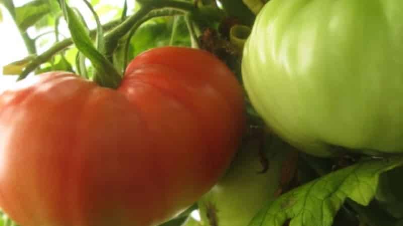 Quel rendement peut-on attendre d'une tomate Honey en pleine terre ?