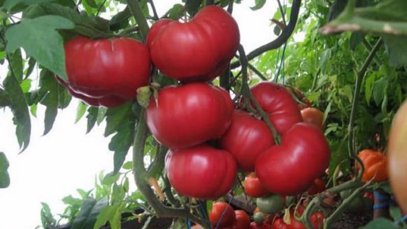 Que rendimento você pode esperar de um tomate Honey em terreno aberto?