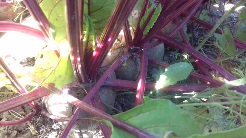 When to remove beets from the garden for storage: harvesting on time