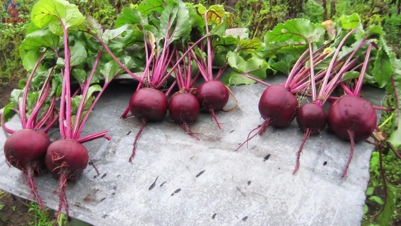 When to remove beets from the garden for storage: harvesting on time