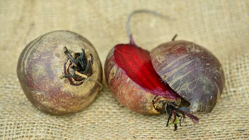 Quan treure la remolatxa de l'hort per a l'emmagatzematge: collita a temps