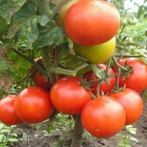 Kajian tomato hibrid awal Summer Garden f1: ulasan dari penduduk musim panas dan arahan untuk menanam hibrid