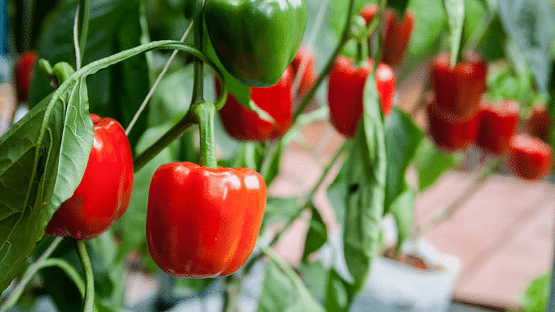 Ang pinakamahusay na hybrids at varieties ng peppers para sa polycarbonate greenhouses